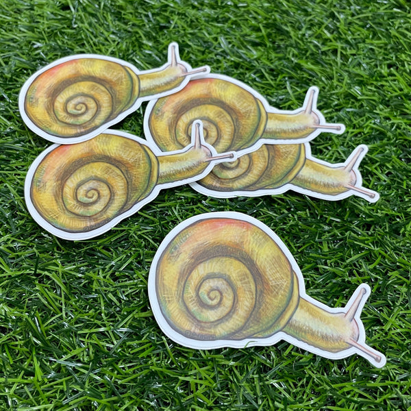 Sketchbook Snail Sticker